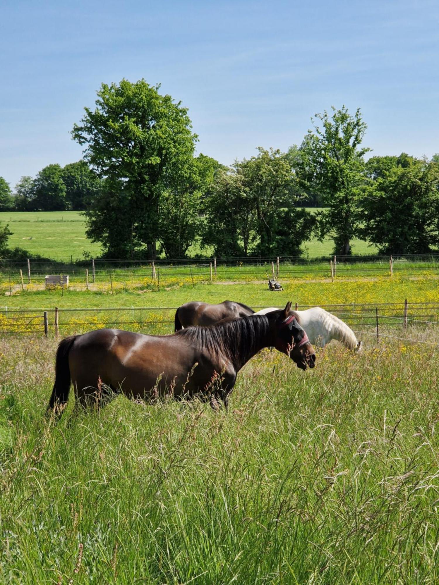 Bed and Breakfast Habitat Momignies Zewnętrze zdjęcie